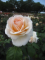 Preview: Edelrose Courage 1